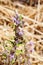Vinegar Weed Trichostema lanceolatum, Lamiaceae flower, strong vinegar smell, California
