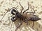 A Vinegaroon, Also Known as Whip Scorpion