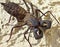 A Vinegaroon, Also Known as Whip Scorpion