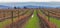 Vinery yards in autumn season. Vineyard in British Columbia. Street view, nobody, selective focus