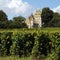 Vines at Aloxe Corton in Cote de Beaune Wine Region France