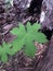 vines background wallpaper image with finger-shaped green leave