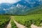 Vines bushes on field plantation, grapes grow in mountainous area against background of rocks