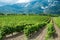 Vines bushes on plantation, grapes grow in mountainous area against background of rocks