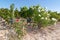 Vines at Castle Margaux in Medoc near Bordeaux