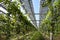 Vines covered with transparency photovoltaic modules