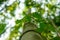 Vines crawling on a bamboo