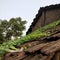 Vines creeping up the roof top