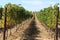 Vines farm, grapes, fruits, Capetown