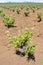 Vines fields at Tierra de Barros on springtime, Spain