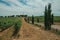 Vines and gravel road in a vineyard near Estremoz