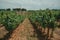 Vines and gravel road in a vineyard near Estremoz