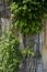 Vines growing on concrete wall