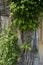 Vines growing on concrete wall