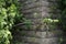 Vines growing on concrete wall