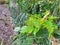 Vines growing on a fence greenery includes wild ivy cherry laurel Tampa Florida