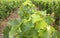 Vines growing in vineyard, loire valley, france