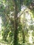 Vines hanging from a jungle tree