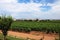 Vines and hills