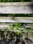 Vines and leafs sticking in between the wooden slabs of a park bridge