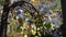 Vines and Leaves Cling to a Wrought Iron Garden Arch in Fall