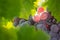 Vines with Lush, Ripe Wine Grapes Ready to Pick