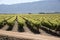 Vines and mountains in South African Bergrivier region