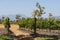 Vines and mountains in the Western Cape South Africa