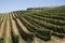 Vines in neat lines. Stellenbosch South Africa
