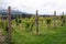 Vines, north Wales.  Late summer, ripening grapes.