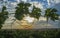 Vines plantation under June sunset light and cloudy blue sky