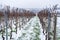 Vines in the Rheingau / Germany in winter