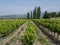 Vines of the Rhone Valley in France