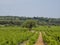 Vines of the Rhone Valley in France