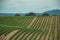 Vines on top of the hill in a vineyard near Estremoz