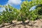 Vines in a vineyard