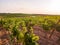 Vines in a vineyard in Alentejo region, Portugal, at sunset