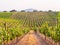 Vines in a vineyard in Alentejo region, Portugal, at sunset