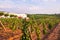 Vines in a vineyard in Alentejo region, Portugal, at sunset