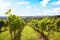 Vines in a vineyard in autumn - Wine grapes before harvest