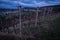 Vines in vineyard with moon in the morning