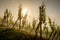 Vines in a vineyard in morning mist with sunlight