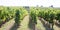 Vines and vineyards wine producing area of Bordeaux region France