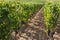 Vines vineyards wine producing area near Bordeaux region France