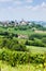 vineyar near Tana, Asti Region, Piedmont, Italy