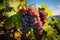 Vineyard abundance Grapes thrive on vines, promising bountiful harvest