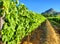 Vineyard against awesome mountains - close view