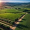 Vineyard agricultural fields in the countryside, beautiful aerial landscape during sunrise. made with