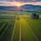Vineyard agricultural fields in the countryside, beautiful aerial landscape during sunrise. made with