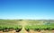 Vineyard at Alentejo region